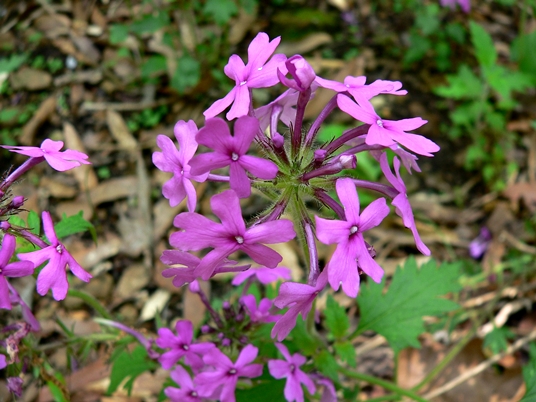 {Verbena canadensis}